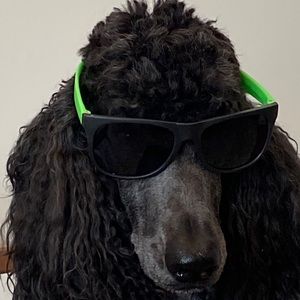 Meet your Posher, Ilyssa